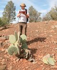 Wheel Cacti (Opuntia robusta)