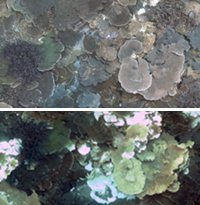 Coral Changes in the Abrolhos islands from April 2010/April 2011