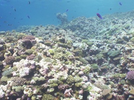 Coral Reef at 