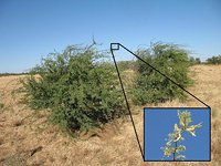 Mesquite (Prosopis species)
