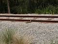 (Sydney, Olympic Park), Sydney Spring Cycle 08. A Lizard basking in the sun on the Newington Arms Depot railway.